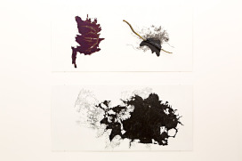  |  | Sadhyo Niederberger